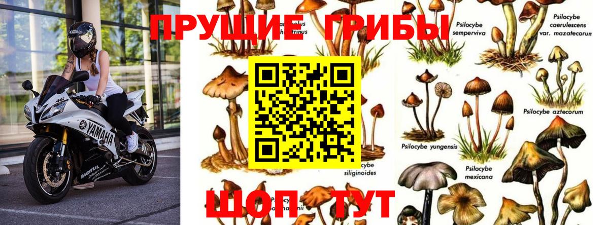 Реж  Псилоцибиновые грибы прущие грибы  Вход с VPN  Псилоцибиновые грибы Cubensis 
